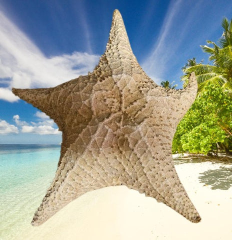 VINTAGE 1950s LARGE STARFISH FROM FLORIDA FOR BEACH HOUSE DECOR HOME DECOR NAUTICAL DECORATION