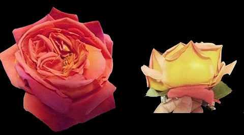 *HUGE PEACH & YELLOW RIO SAMBA ARTIFICIAL ROSE - DRESS OR HAT ACCESSORY OR HAIR CLIP