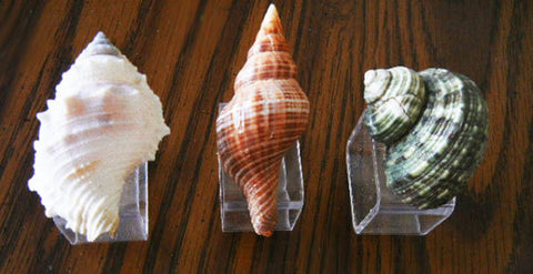 GORGEOUS AND UNIQUE VINTAGE SEA SHELL NAPKIN RINGS NAPKIN HOLDERS - SET OF 6 NAPKINS RINGS