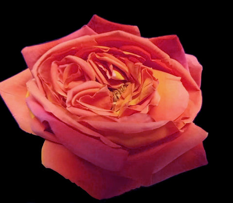 VINTAGE HUGE PEACH & YELLOW RIO SAMBA LOOK ARTIFICIAL ROSE - DRESS OR HAT ACCESSORY OR HAIR CLIP