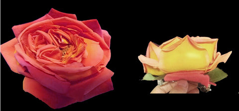 VINTAGE HUGE PEACH & YELLOW RIO SAMBA LOOK ARTIFICIAL ROSE - DRESS OR HAT ACCESSORY OR HAIR CLIP
