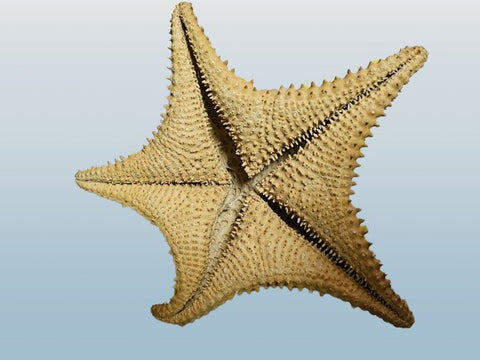 VINTAGE 1950s LARGE STARFISH FROM FLORIDA FOR BEACH HOUSE DECOR HOME DECOR NAUTICAL DECORATION